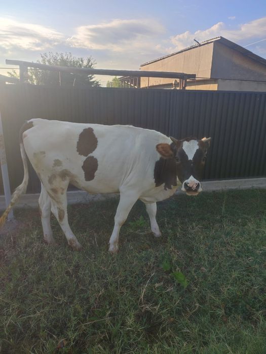 продается корова 1 год