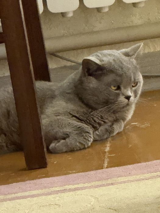 Отдам кота в добрые руки