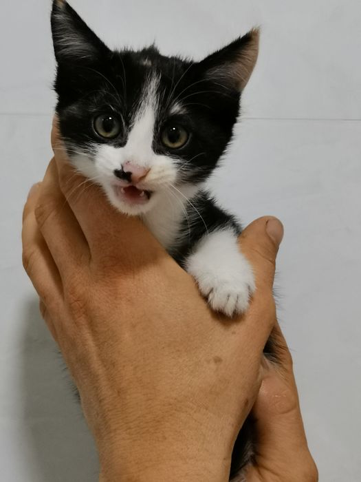 Котята в хорошие добрые руки