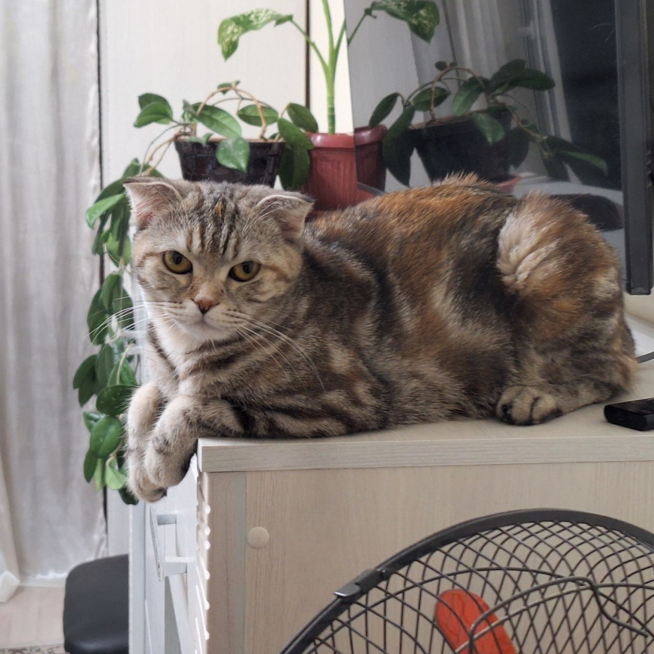 Пародистая домашняя кошка