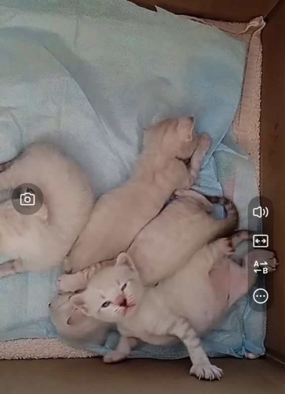 Передержка котов кошек котят
