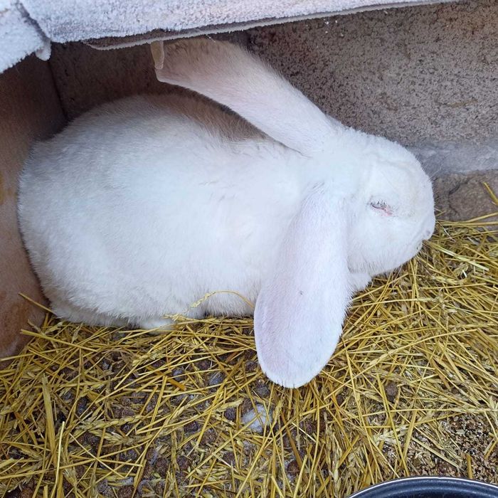 кролики советский великан