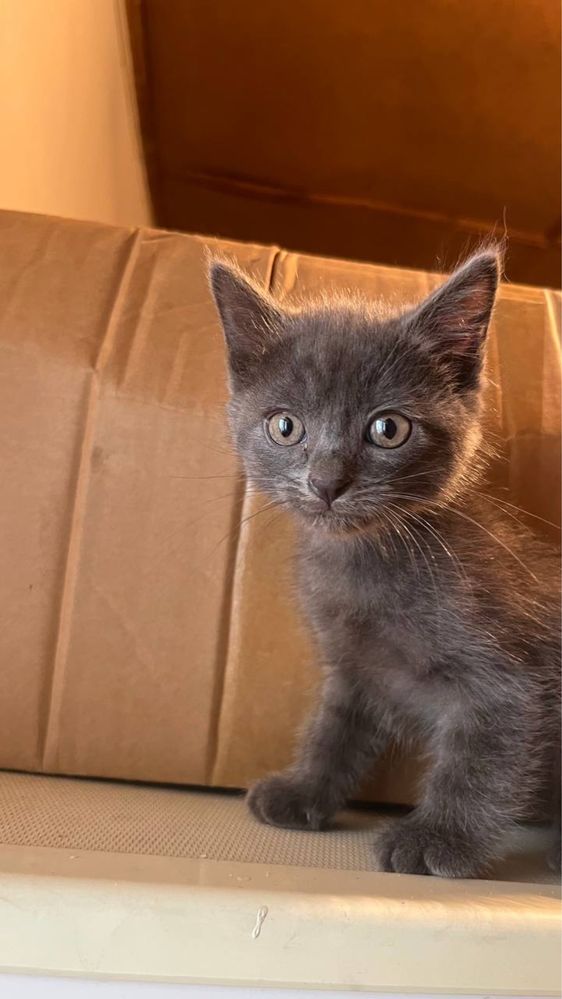 Котята бесплатно в добрые надежные руки!