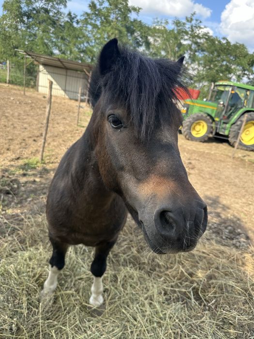 Se vinde un ponei