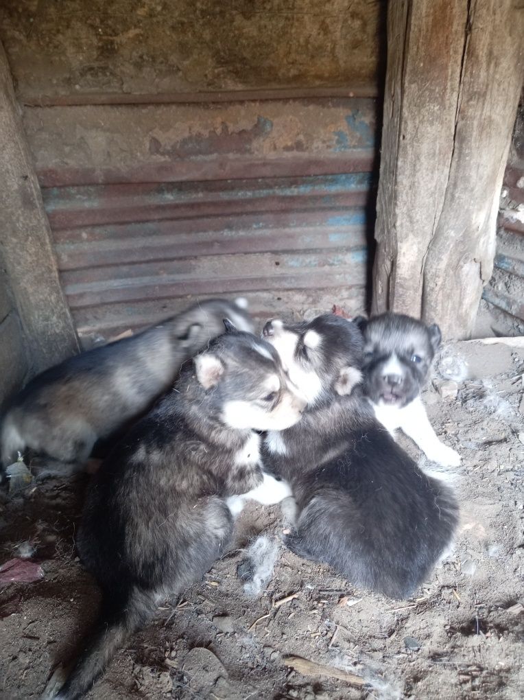 Продам щенят хаски