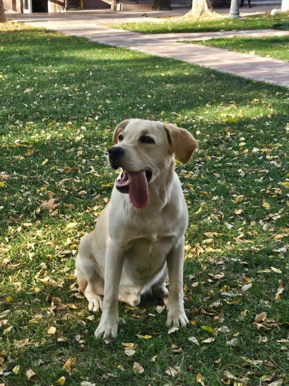Labrador iti 7oy, Aqlli va mehribon kuchukcha