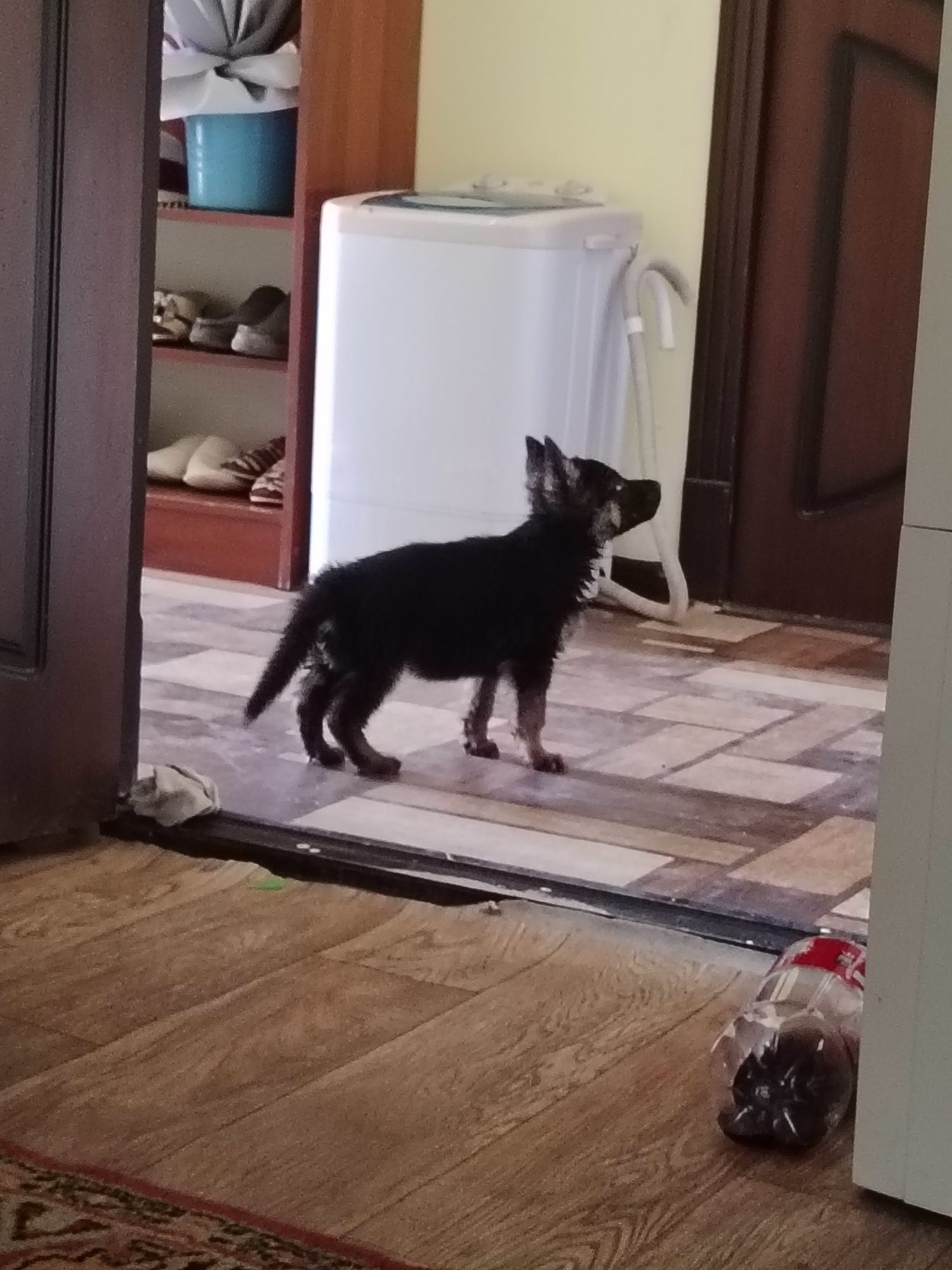 Немецкие овчарка