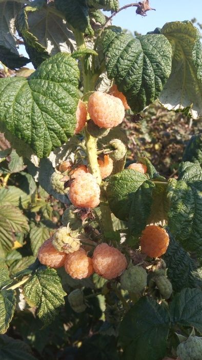 zmeura galbena poranna rosa