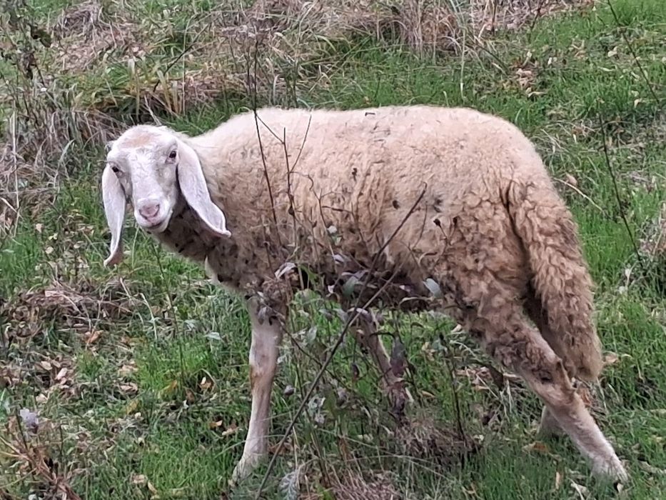 Vând oi bergamasca si sârbești