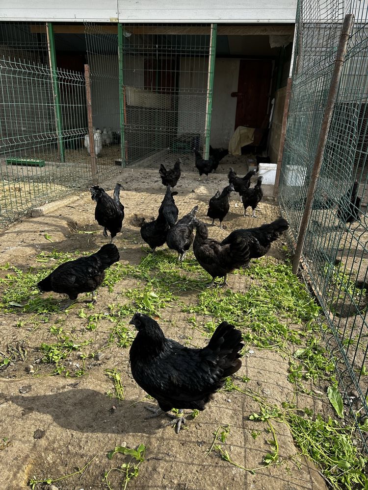 Ayam Cemani gaini