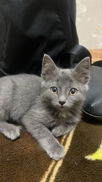Котенок мальчик
