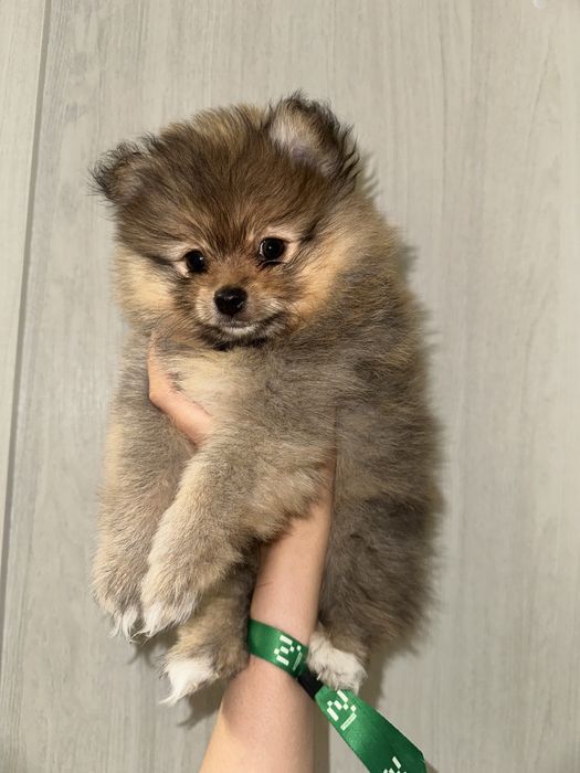 Щенки Померанского шпица — мини, от красивых родителей