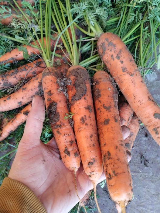 Țelină și morcov de vânzare