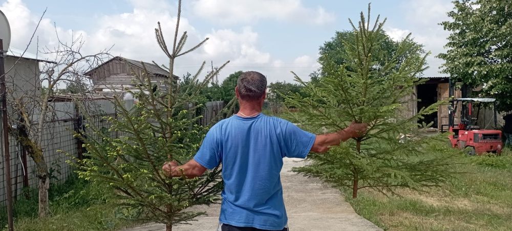 Vând brazi pentru evenimente