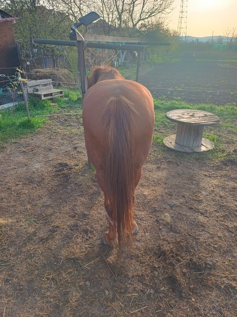 Cal echitatie working equitation