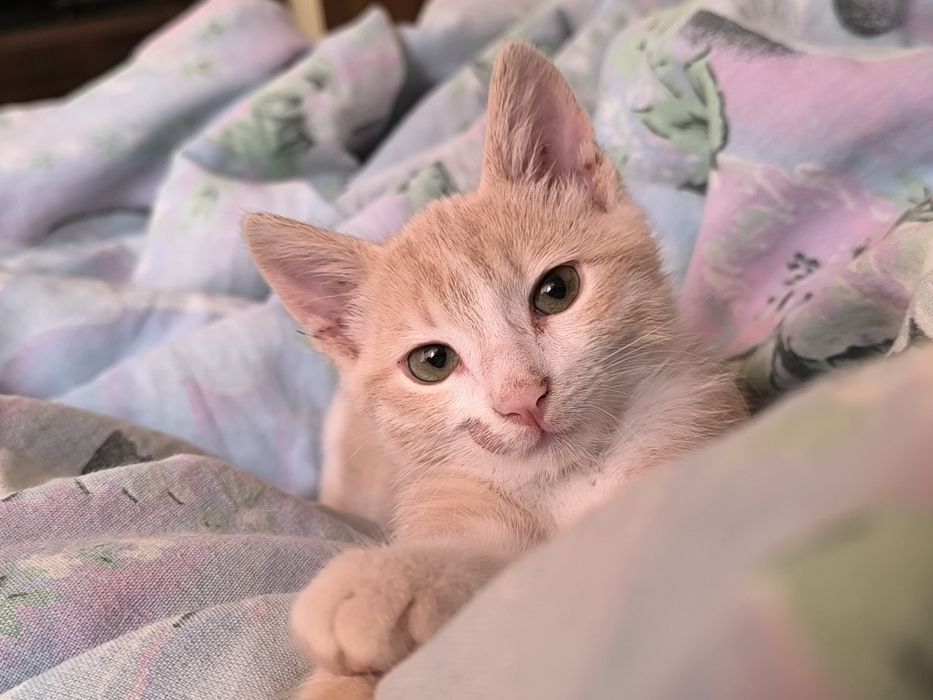 Подарявам Котенце