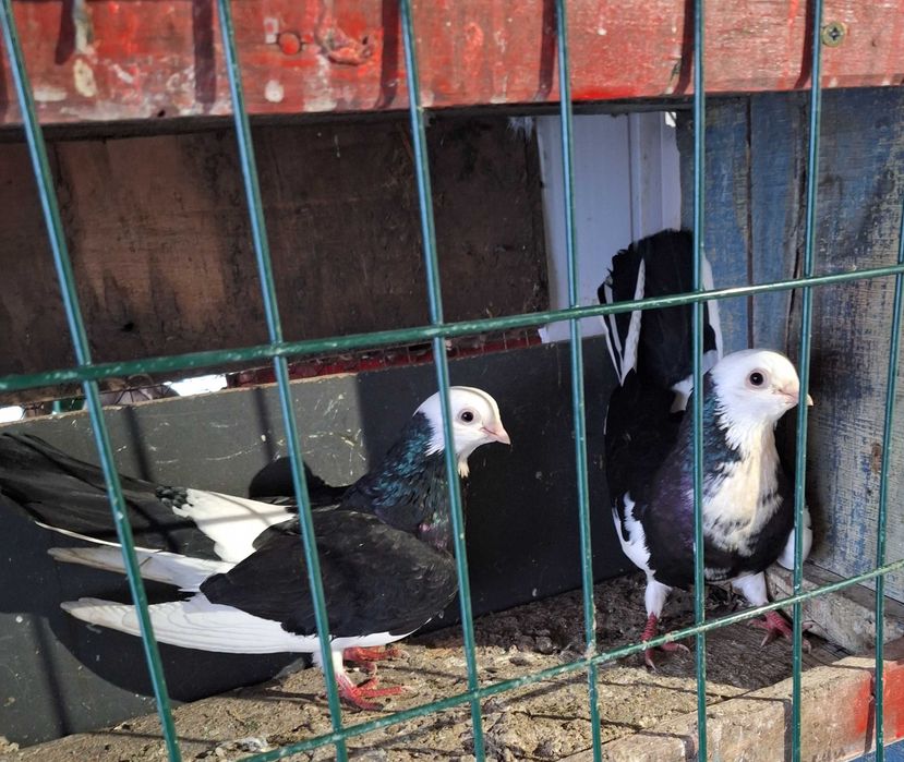 Сюлейман Сюлейманов