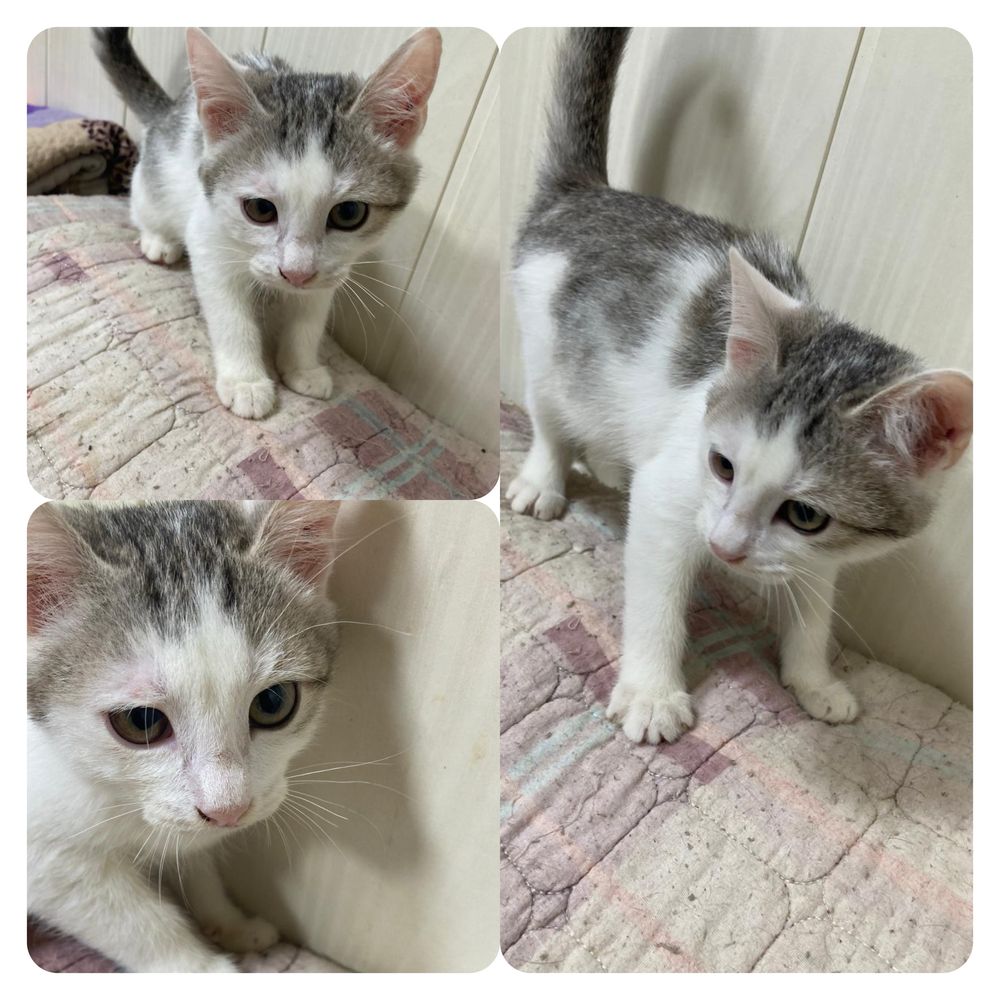 Котенок мальчик  ищет дом! Костанай ! Привезем !