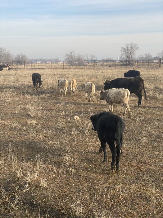 Продаётся подсос телята