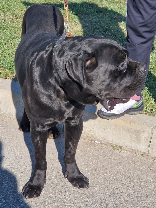 Cane Corso - mascul full black