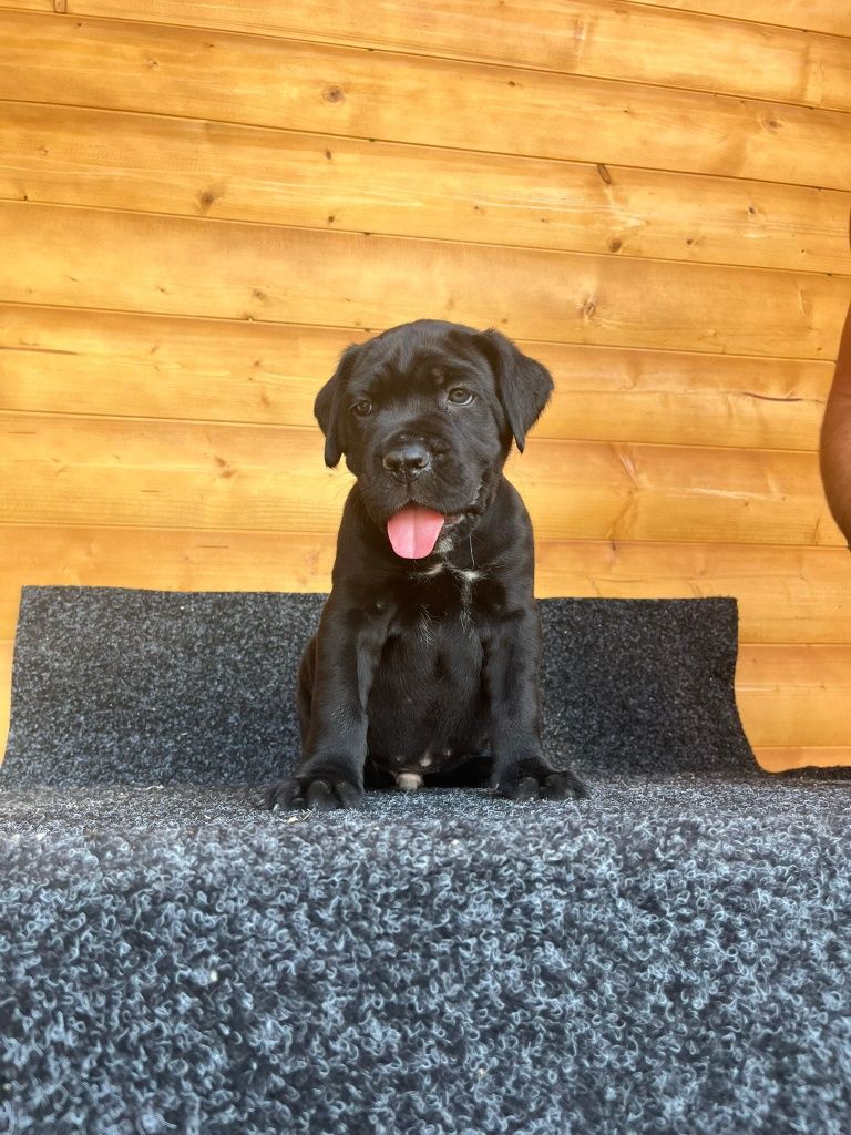 Cane Corso Italiano