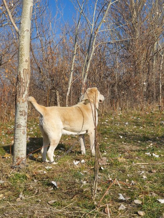 Продам Алабая Тобет