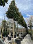 Magnolia Grandiflora Globulara, Leylandii, Buxus glob pe tija