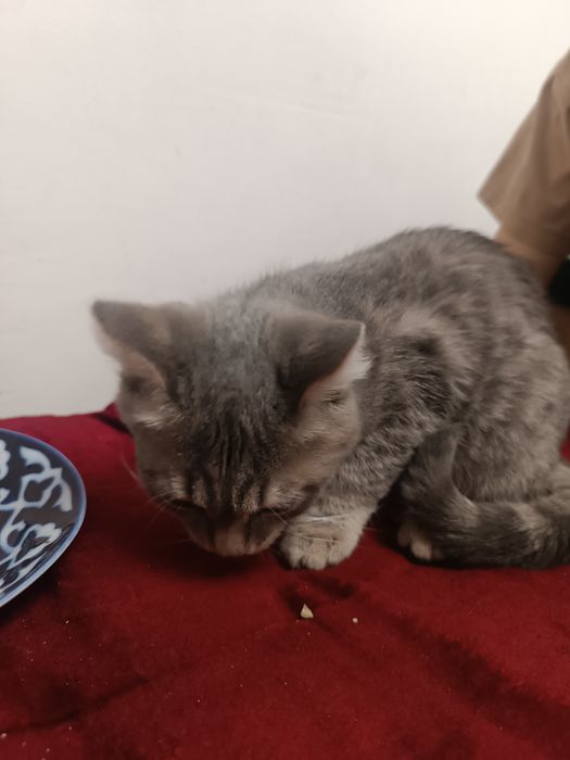 Кошка или кот отдам даром