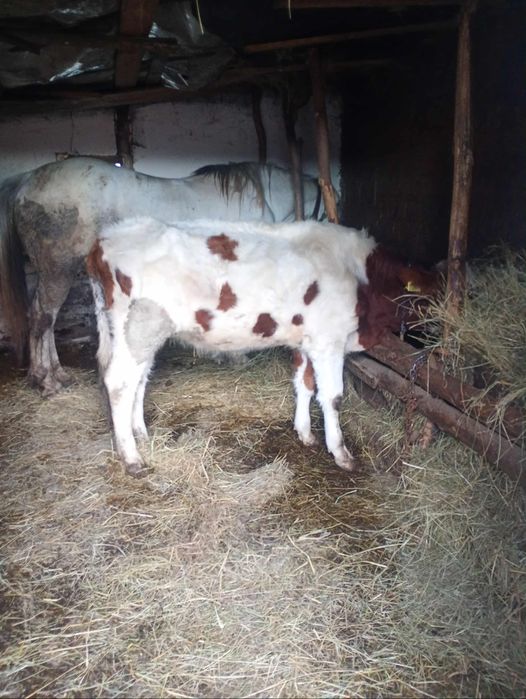 Vând jiuninca bălțată