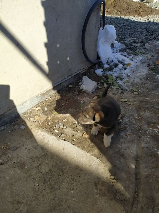 Отдам щенка девочку.