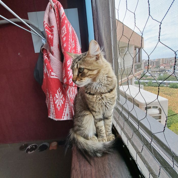 Adoptie motan castrat