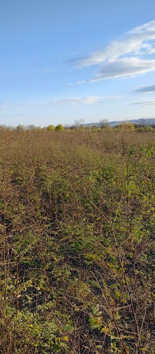 puieți de salcâm pentru împădurirea terenurilor degradate, agricole