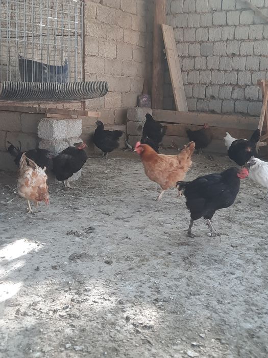 Домашный товуклар сотилади