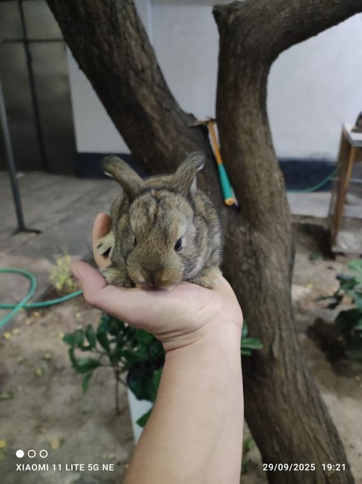 Quyon bolachalari sotiladi