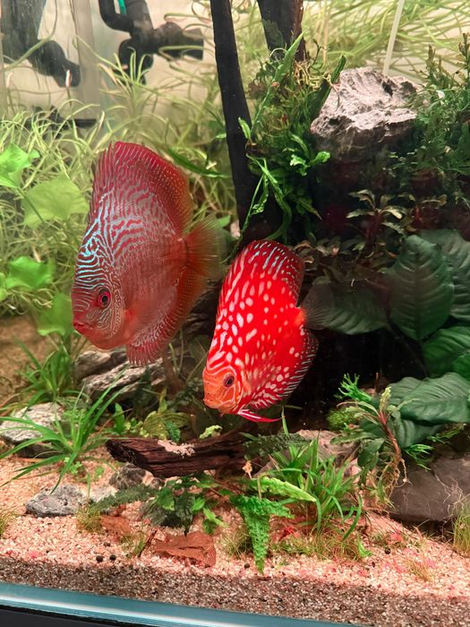 Vand discusi maturi pereche