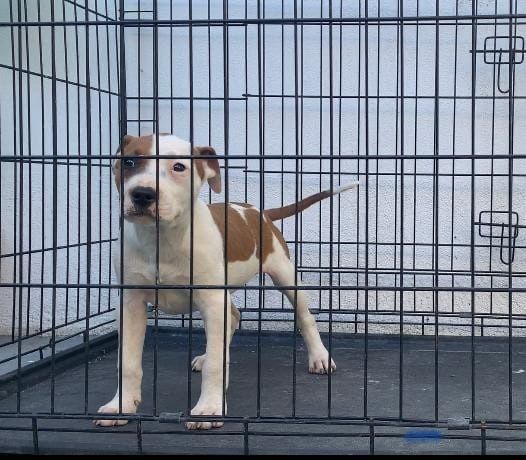 Femela   amstaff