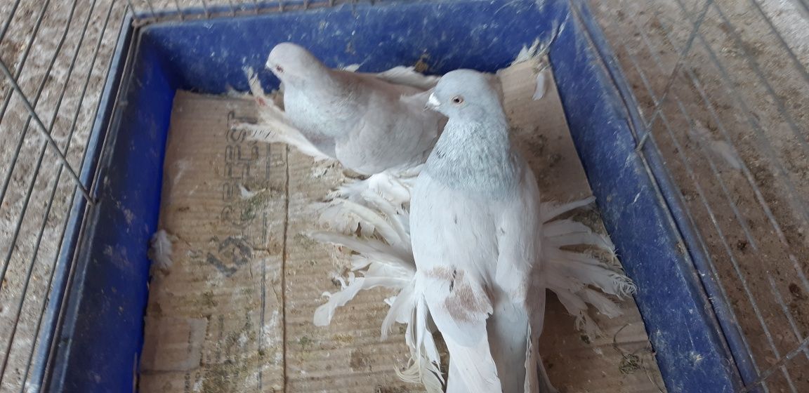 Продам       голубей
