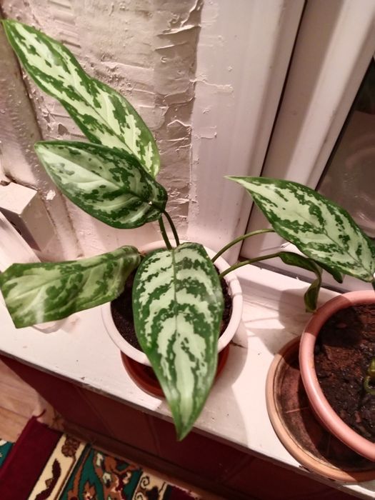 Домашние цветы продается.по 2 тысяч 1 порошок,где 2 цветок по 3500.тыс