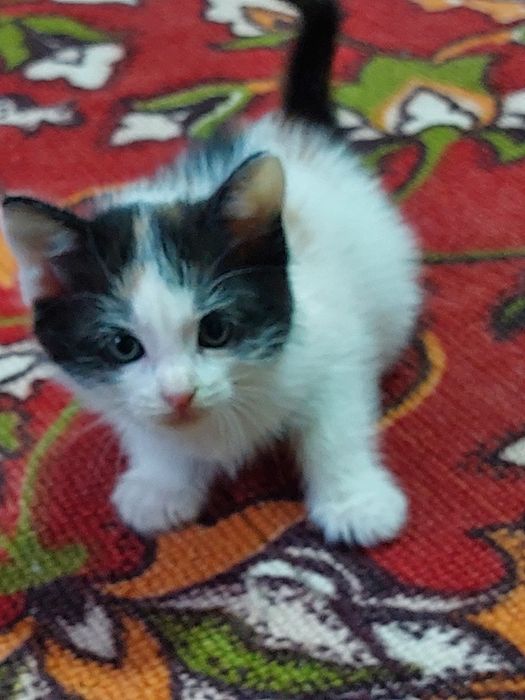 Отдам котенка бесплатно в хорошие руки