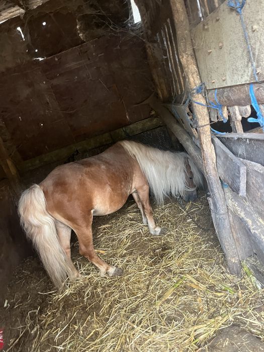 Vând ponei 3000lei negociabili