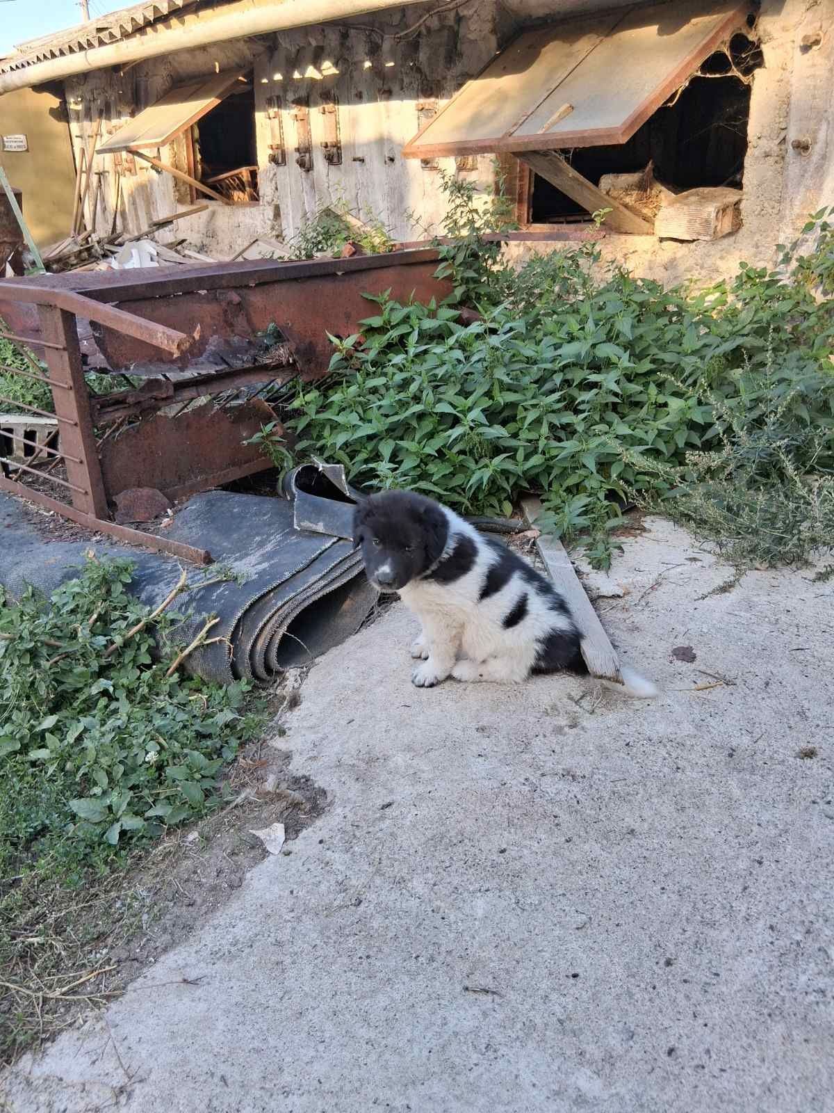 Продавам малки каракачанки