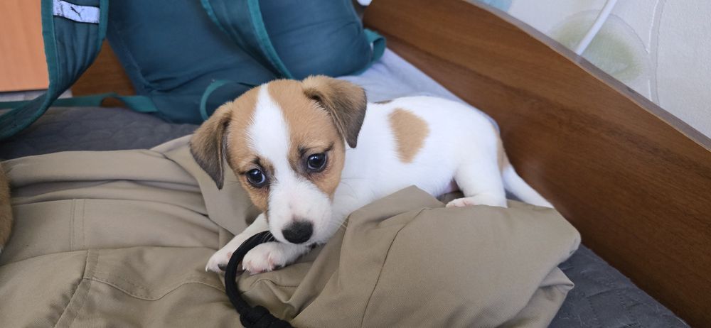 Продавам малки Джак ръсели