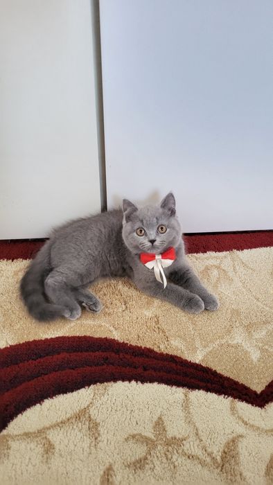 British shorthair blue