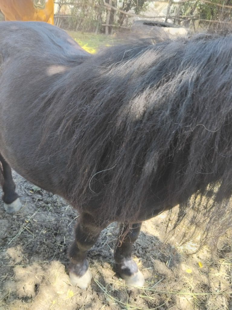 Ponei de vânzare