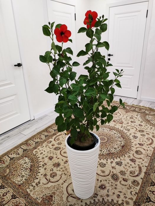 Комнатные растения. Доставка