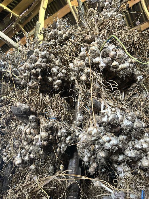 Usturoi românesc de grădină – natural, fără tratamente