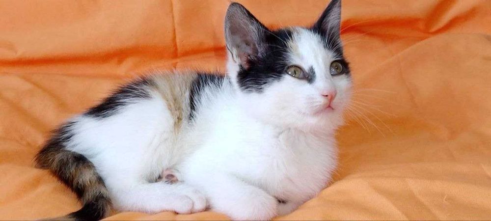 2,5-месечна женска котка  търси дом