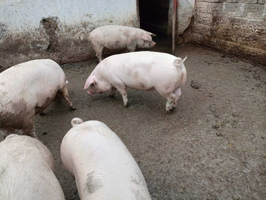 Продавам прасета