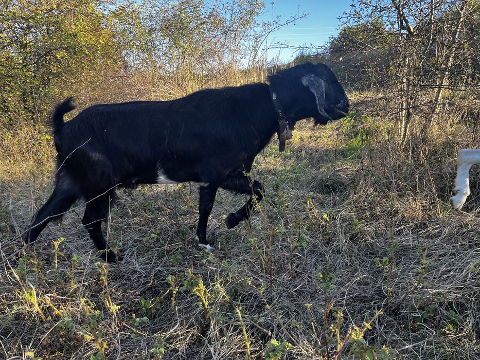Млад , работещ на 18 месеца