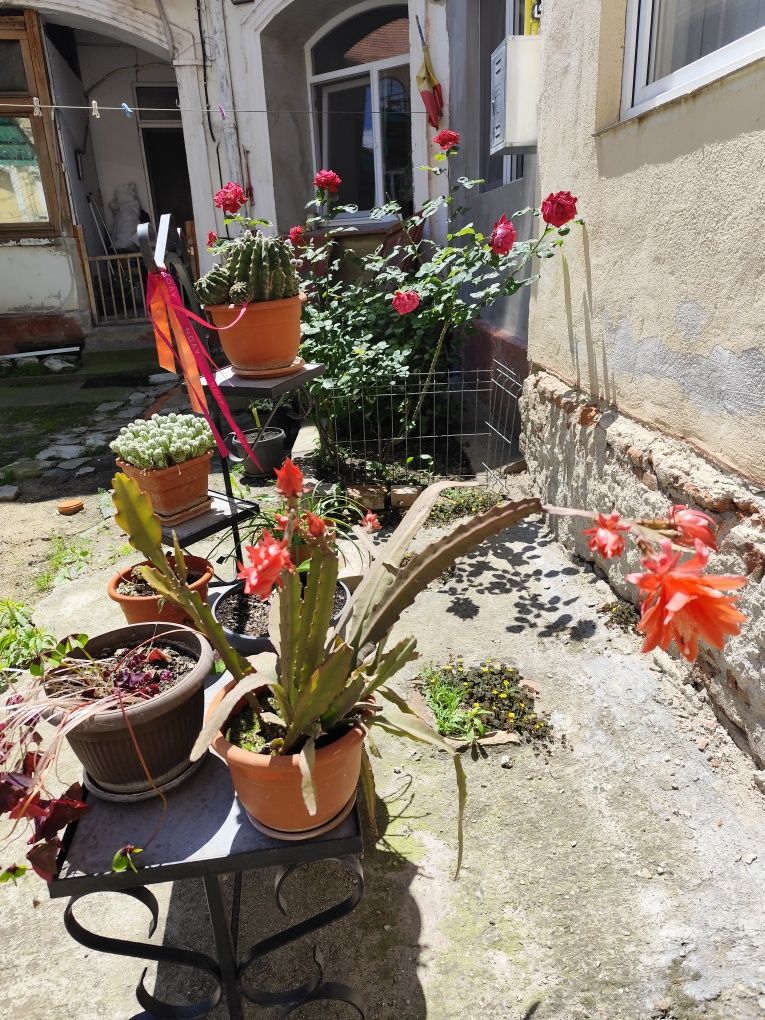 Vând flori și suporturile pentru ele.